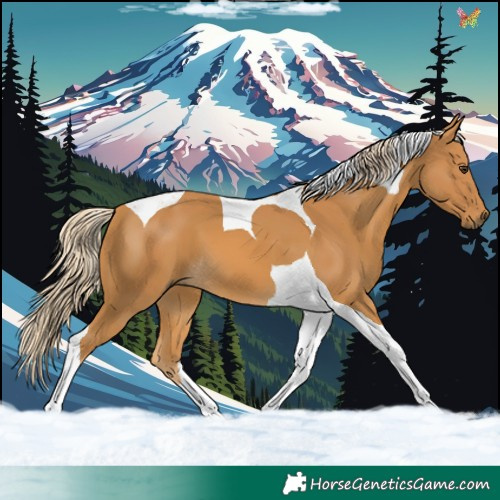 Horse Color:Palomino Tobiano 