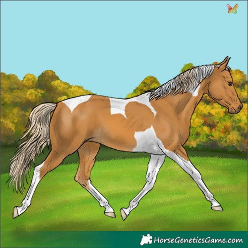 Horse Color:Palomino Tobiano