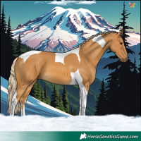 Horse Color:Palomino Tobiano