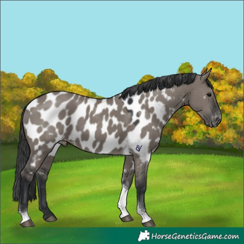 Horse Color:Grullo Tobiano Appaloosa 