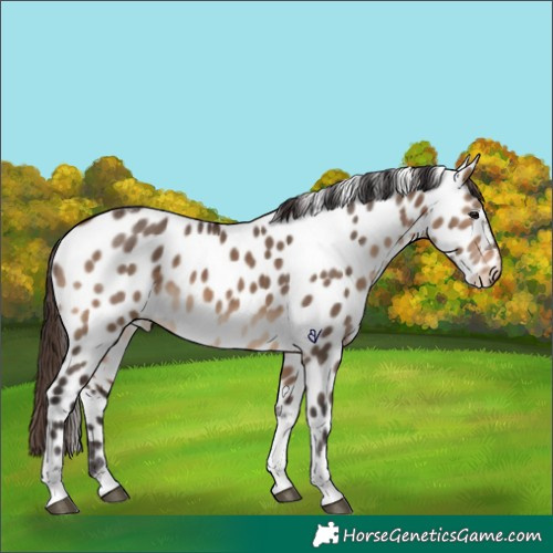 Horse Color:Brown Dun Tobiano Appaloosa 