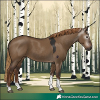 Horse Color:Gray Liver Red Dun Tobiano 