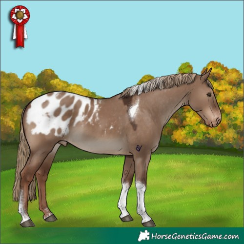 Horse Color:Liver Red Dun Tobiano Appaloosa 
