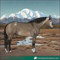 Horse Color:Gray Brown Dun Tobiano Appaloosa 