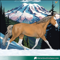 Horse Color:Palomino Splash 