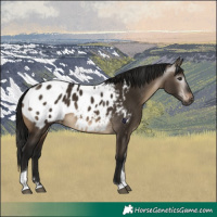 Horse Color:Gray Brown Dun Tobiano Appaloosa