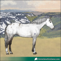 Horse Color:Gray Brown Dun Tobiano Blanket 