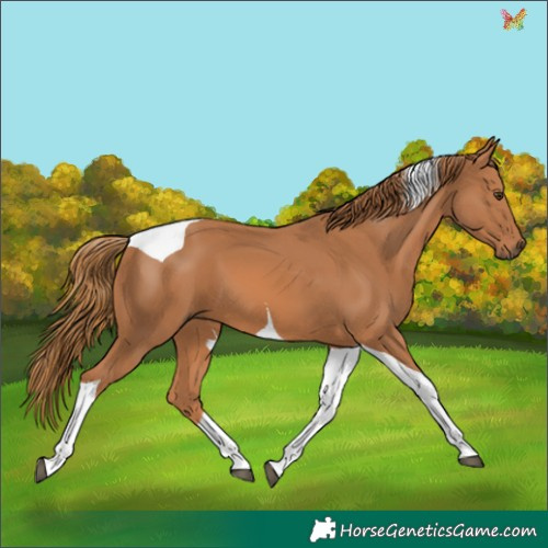 Horse Color:Chestnut Tobiano 