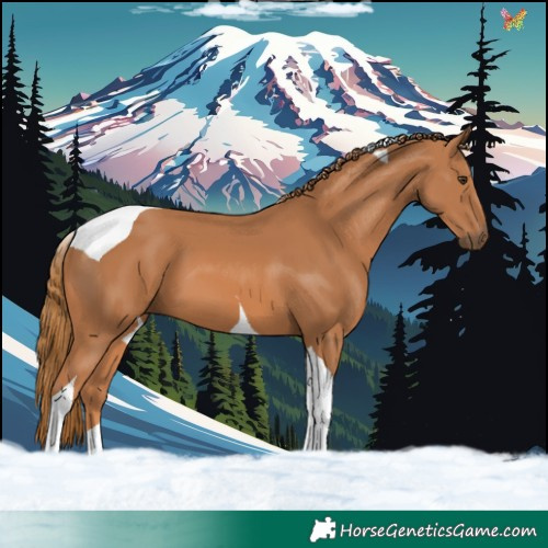 Horse Color:Chestnut Tobiano 