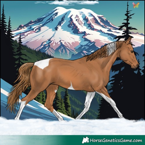 Horse Color:Chestnut Tobiano 