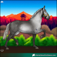 Horse Color:Gray Silver Black 