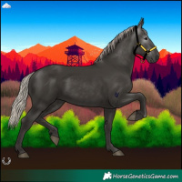 Horse Color:Gray Silver Black