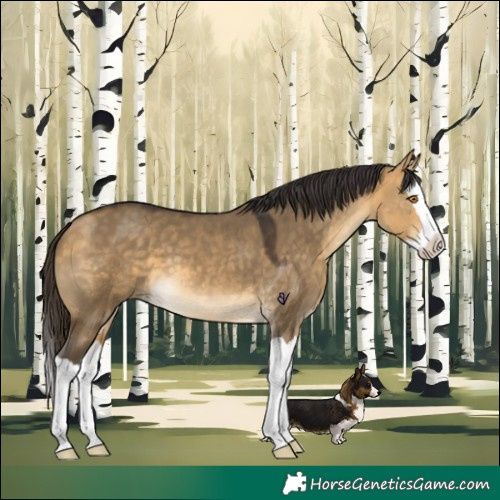 Horse Color:Buckskin Dun Splash 