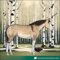 Horse Color:Buckskin Dun Splash