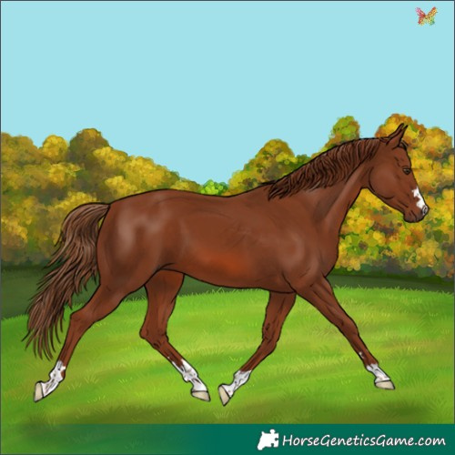 Horse Color:Chestnut 