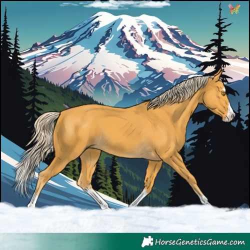 Horse Color:Palomino Splash 