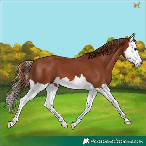 Horse Color:Chestnut Splash 