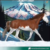 Horse Color:Chestnut Splash 