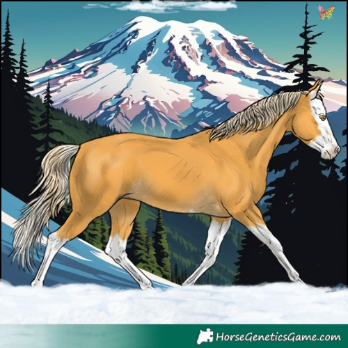 Horse Color:Palomino Splash 
