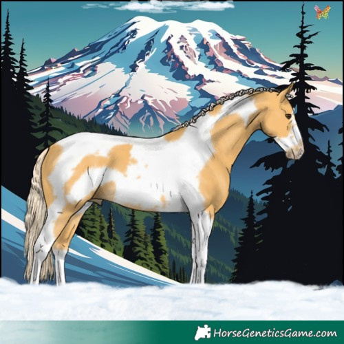 Horse Color:Palomino Tobiano Frame 