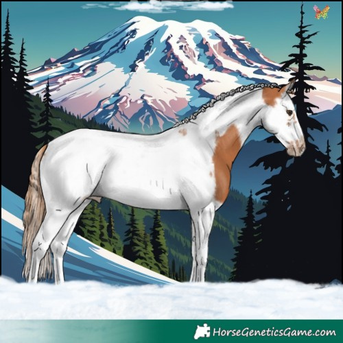 Horse Color:Chestnut Splash Tobiano Frame 