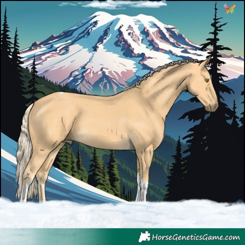 Horse Color:Palomino Tobiano 