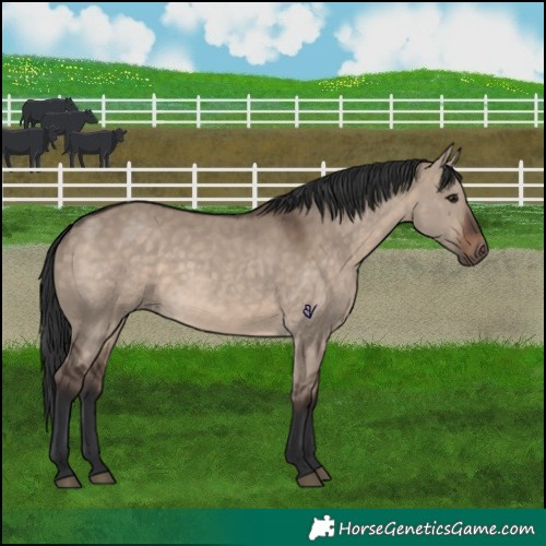 Horse Color:Brown Dun 
