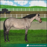 Horse Color:Brown Dun 