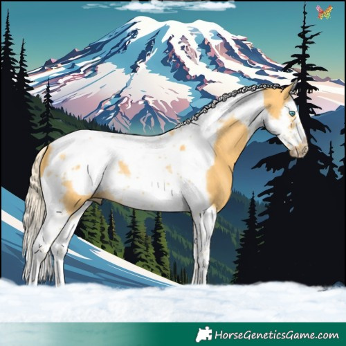 Horse Color:Palomino Splash Tobiano Frame 