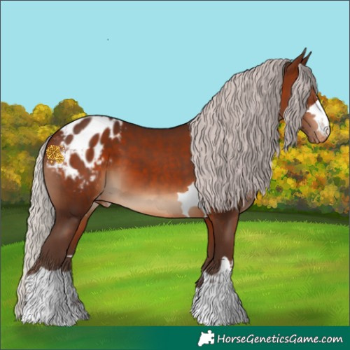 Horse Color:Silver Brown Appaloosa 
