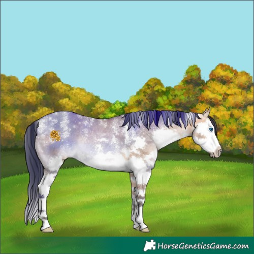 Horse Color:Powder White Bay Dun Splash Rabicano 