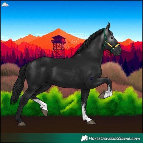 Horse Color:Gray Black Sabino 