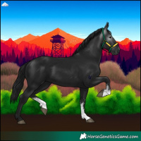 Horse Color:Gray Black Sabino 