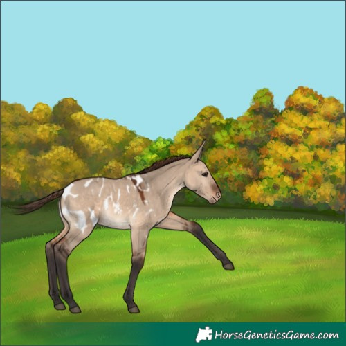 Horse Color:Brown Dun Appaloosa 