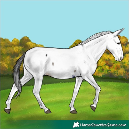 Horse Color:Grullo Appaloosa 