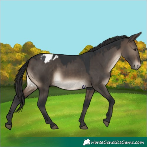Horse Color:Brown Dun Appaloosa 