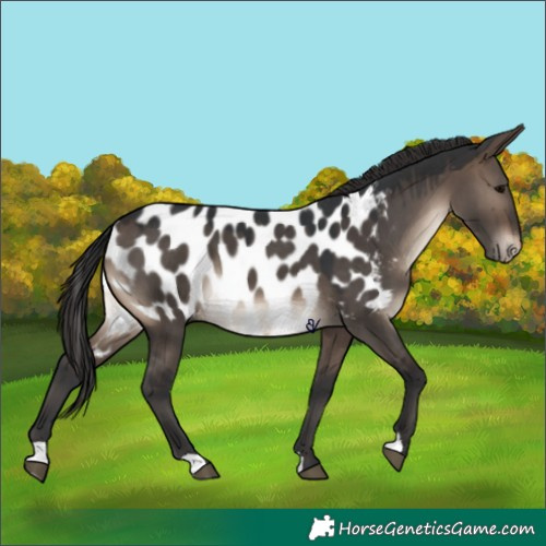 Horse Color:Brown Dun Appaloosa 