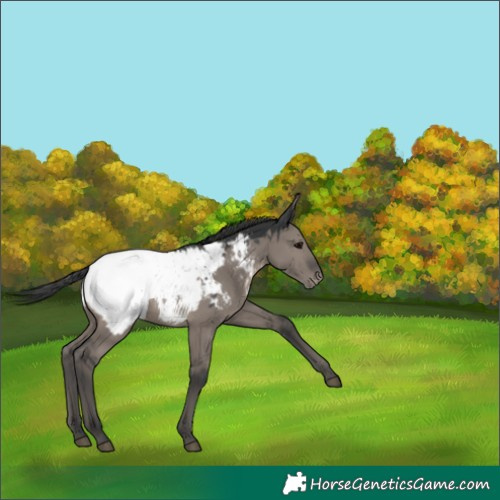 Horse Color:Grullo Snowcap 