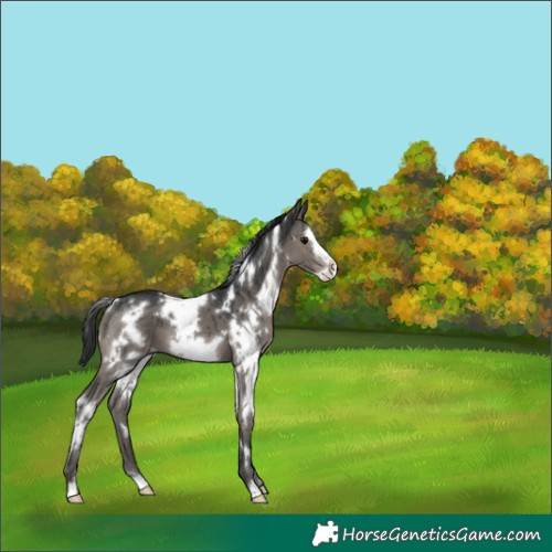 Horse Color:White Spotted Grullo Frame Brindle 