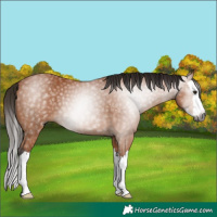 Horse Color:Gray Bay Sabino Splash 