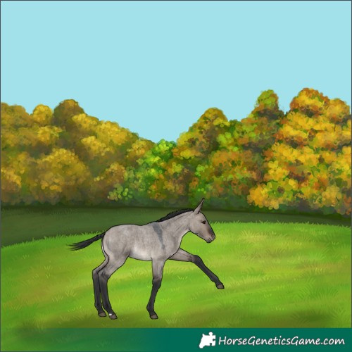 Horse Color:Brown Roan Dun 