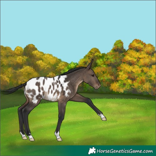 Horse Color:Brown Dun Appaloosa 