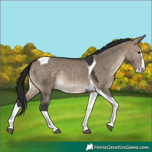 Horse Color:Brown Dun Splash Tobiano Appaloosa 