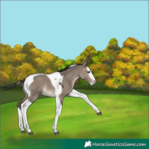 Horse Color:Brown Dun Splash Tobiano Appaloosa 