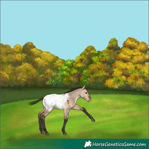 Horse Color:Bay Dun Snowcap 