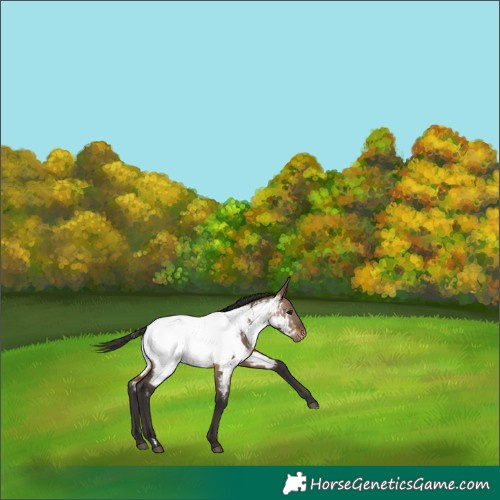 Horse Color:Brown Dun Appaloosa 
