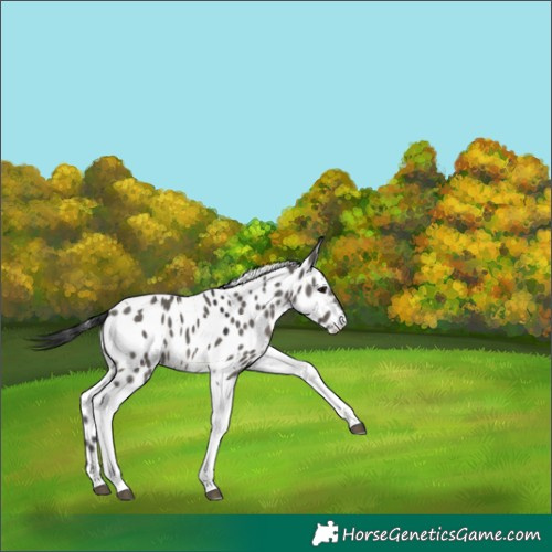 Horse Color:Grullo Tobiano Near Leopard 