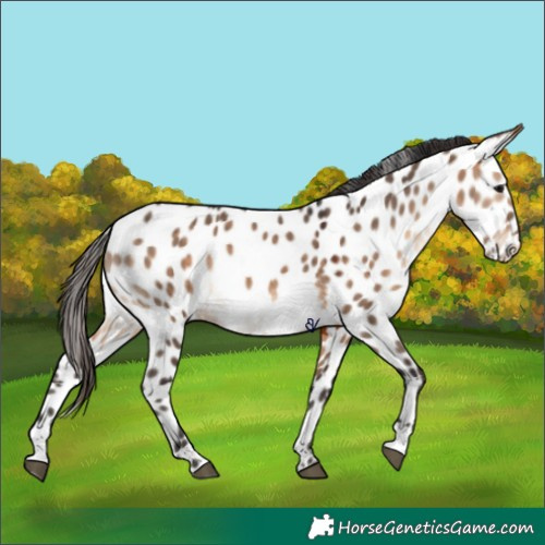 Horse Color:Bay Dun Appaloosa
