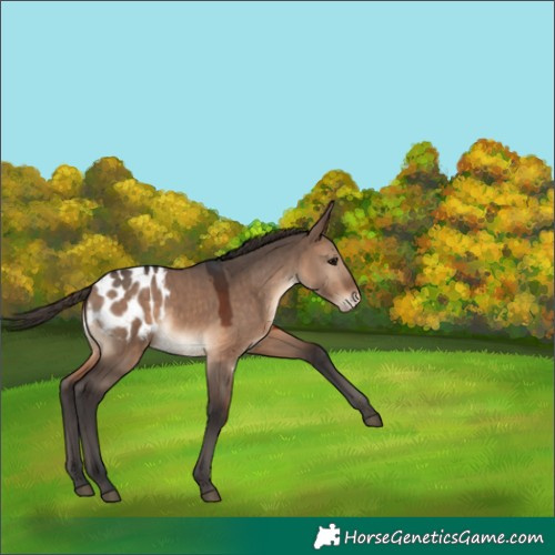 Horse Color:Brown Dun Appaloosa 