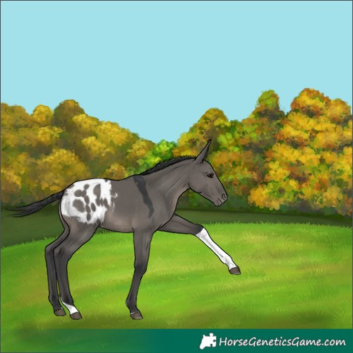 Horse Color:Grullo Tobiano Appaloosa 